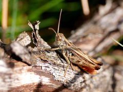 Omocestus haemorrhoidalis