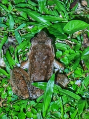 Limnonectes malesianus