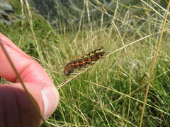 Acronicta euphorbiae