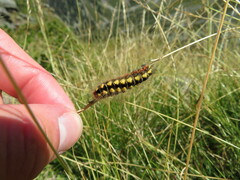 Acronicta euphorbiae