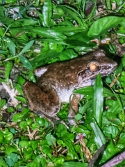 Limnonectes malesianus