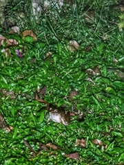 Limnonectes malesianus