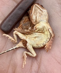 Tympanocryptis pseudopsephos