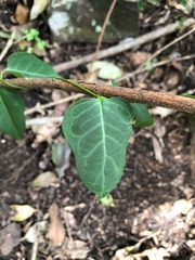 Parsonsia leichhardtii