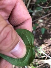 Parsonsia leichhardtii