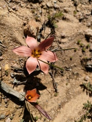 Romulea namaquensis