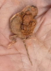 Tympanocryptis pseudopsephos