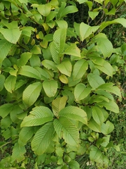 Rhamnus fallax