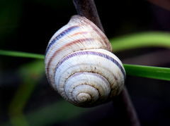 Caucasotachea vindobonensis