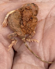 Tympanocryptis pseudopsephos