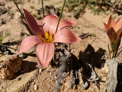 Romulea namaquensis