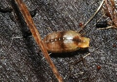 Styloniscus