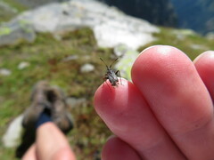 Closterotomus biclavatus