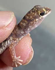 Rhynchoedura ornata