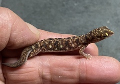 Rhynchoedura ornata