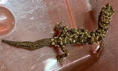 Rhynchoedura ornata