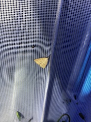 Polypogon tentacularia