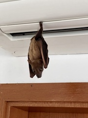 Cynopterus brachyotis