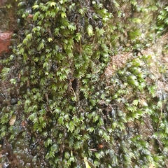 Fissidens bryoides