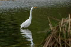 Ardea alba modesta