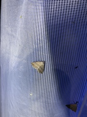 Colobochyla salicalis