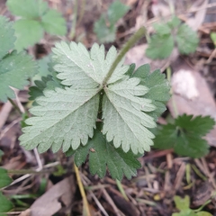 Potentilla indica
