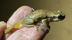 Litoria rubella