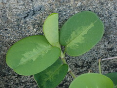 Alysicarpus ovalifolius