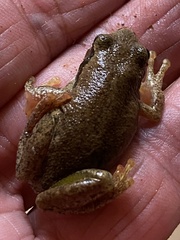 Litoria rubella
