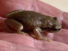 Litoria rubella