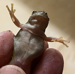 Litoria rubella