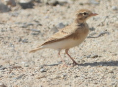 Ammomanes deserti