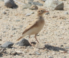 Ammomanes deserti
