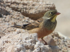 Emberiza hortulana