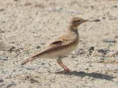 Ammomanes deserti