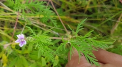 Erodium stephanianum
