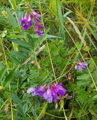 Vicia amoena