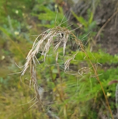 Achnatherum sibiricum