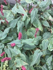 Bistorta amplexicaulis