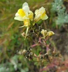 Linaria buriatica