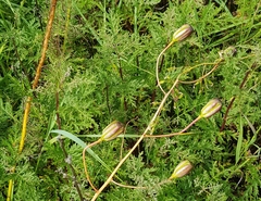 Lilium pumilum