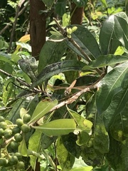 Brachythemis contaminata