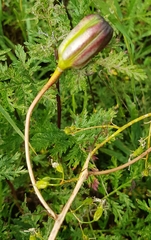 Lilium pumilum