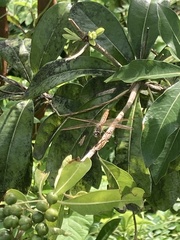 Brachythemis contaminata