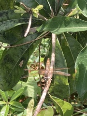 Brachythemis contaminata