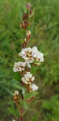 Lespedeza daurica