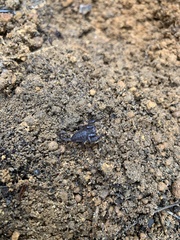 Urodacus planimanus