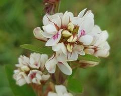 Lespedeza tomentosa