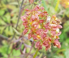 Patrinia rupestris