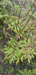 Patrinia rupestris